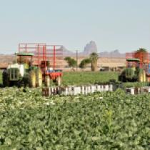 Harvest South of Picacho Peak